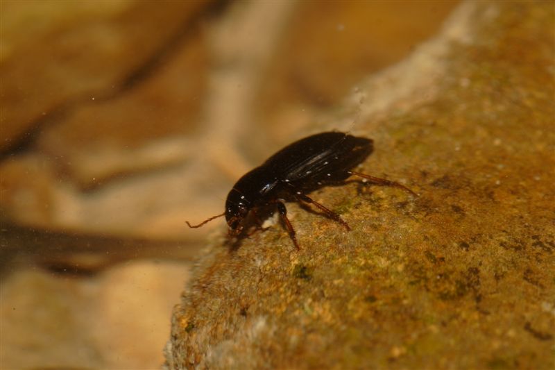 Carabide che cammina sott''acqua